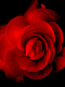 Красные обои с цветами Divino Decor Фотопанно 2-х полосные D-083