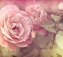 Розовые обои с цветами Divino Decor Фотопанно 3-х полосные A-079