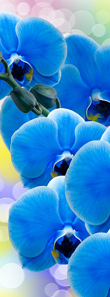 Синие обои с цветами Divino Decor Фотопанно A-088
