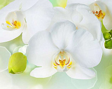 Белые обои с цветами Divino Decor Фотопанно 3-х полосные C-379