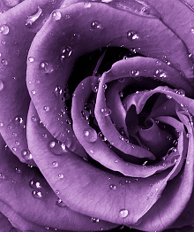 Фиолетовые обои с цветами Divino Decor Фотопанно 2-х полосные A-038