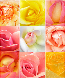 Розовые обои с цветами Divino Decor Фотопанно 2-х полосные A-039