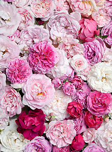 Розовые обои с цветами Divino Decor Фотопанно 2-х полосные B-087