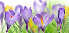 Фиолетовые обои с цветами Divino Decor Фотопанно 3-х полосные C-353