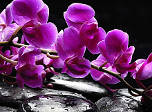 Фиолетовые обои с цветами Divino Decor Фотопанно 2-х полосные C-322