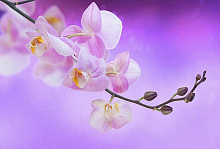 Фиолетовые обои с цветами Divino Decor Фотопанно 4-х полосные K-067