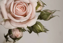 Фотообои розы Divino Decor Фотопанно 4-х полосные L-064